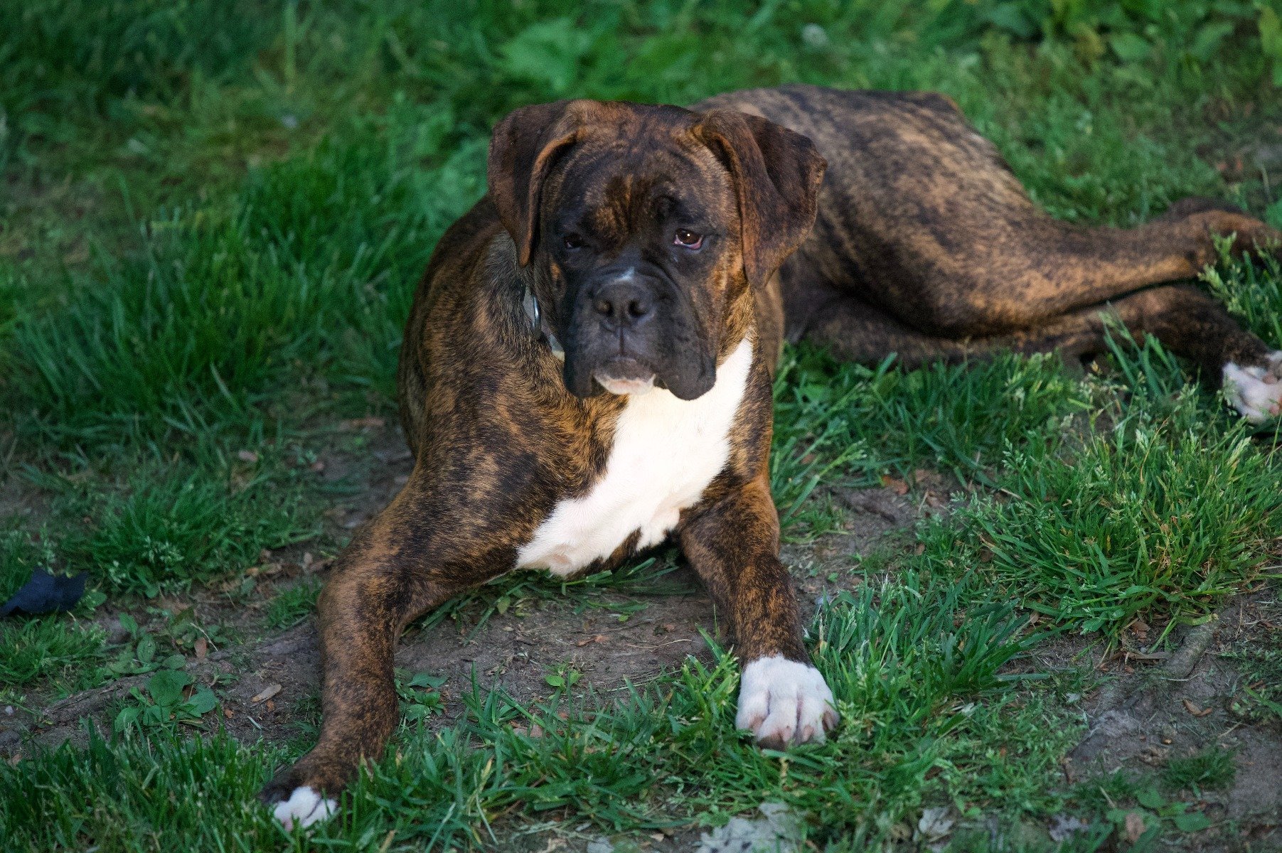 Der Boxer Wesen Erziehung Pflege Des Wach Und Familienhundes