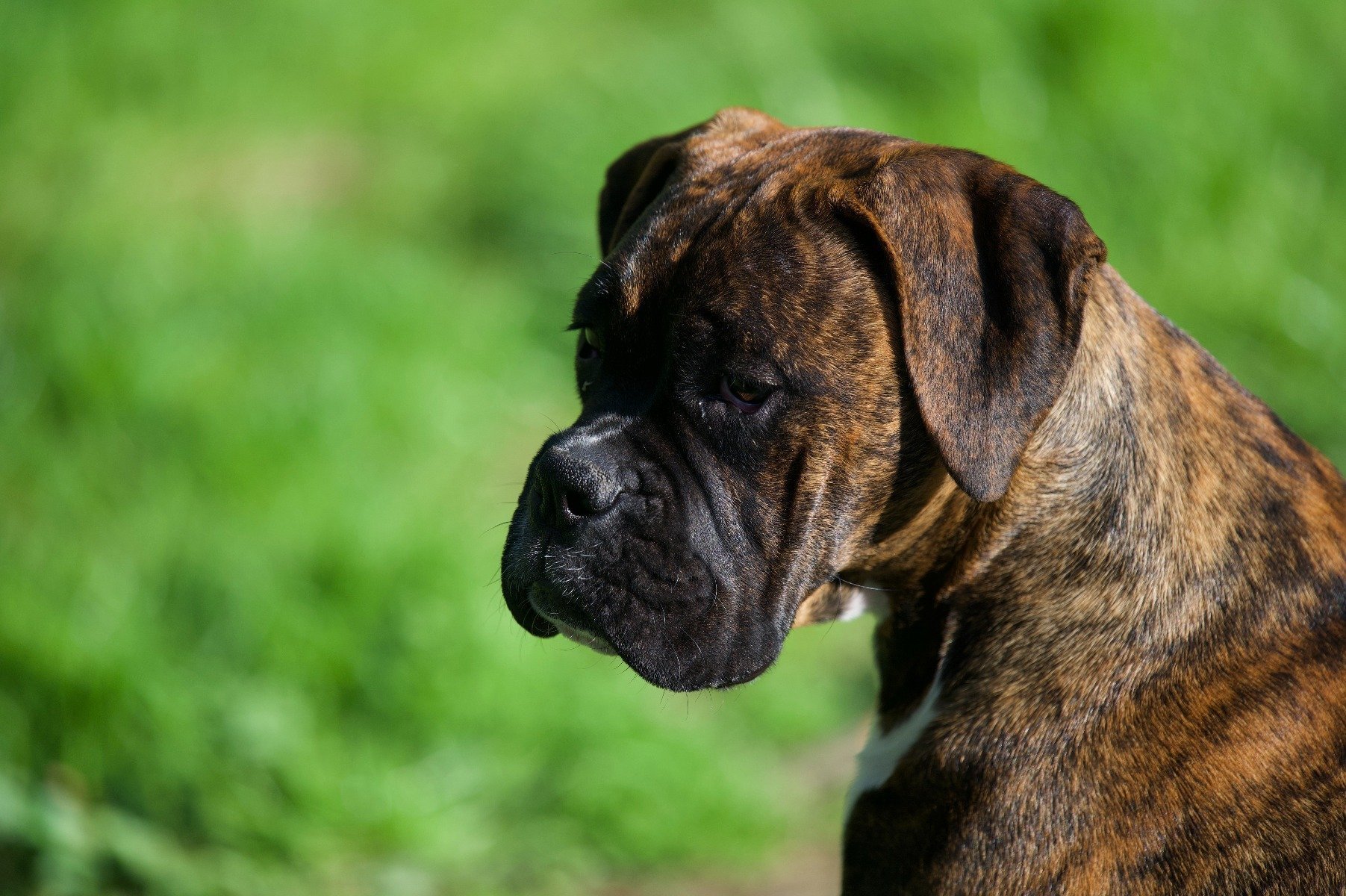 Der Boxer Wesen Erziehung Pflege Des Wach Und Familienhundes