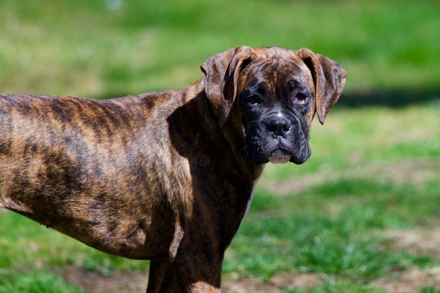 Der Boxer Wesen Erziehung Pflege Des Wach Und Familienhundes