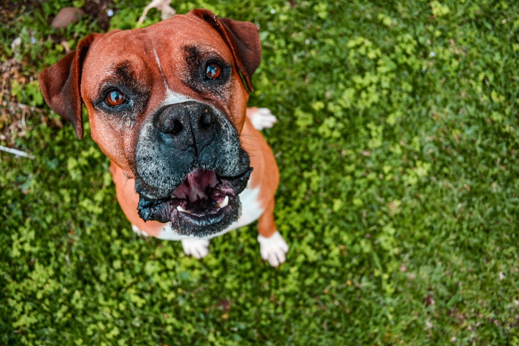 Der Boxer Wesen Erziehung Pflege Des Wach Und Familienhundes