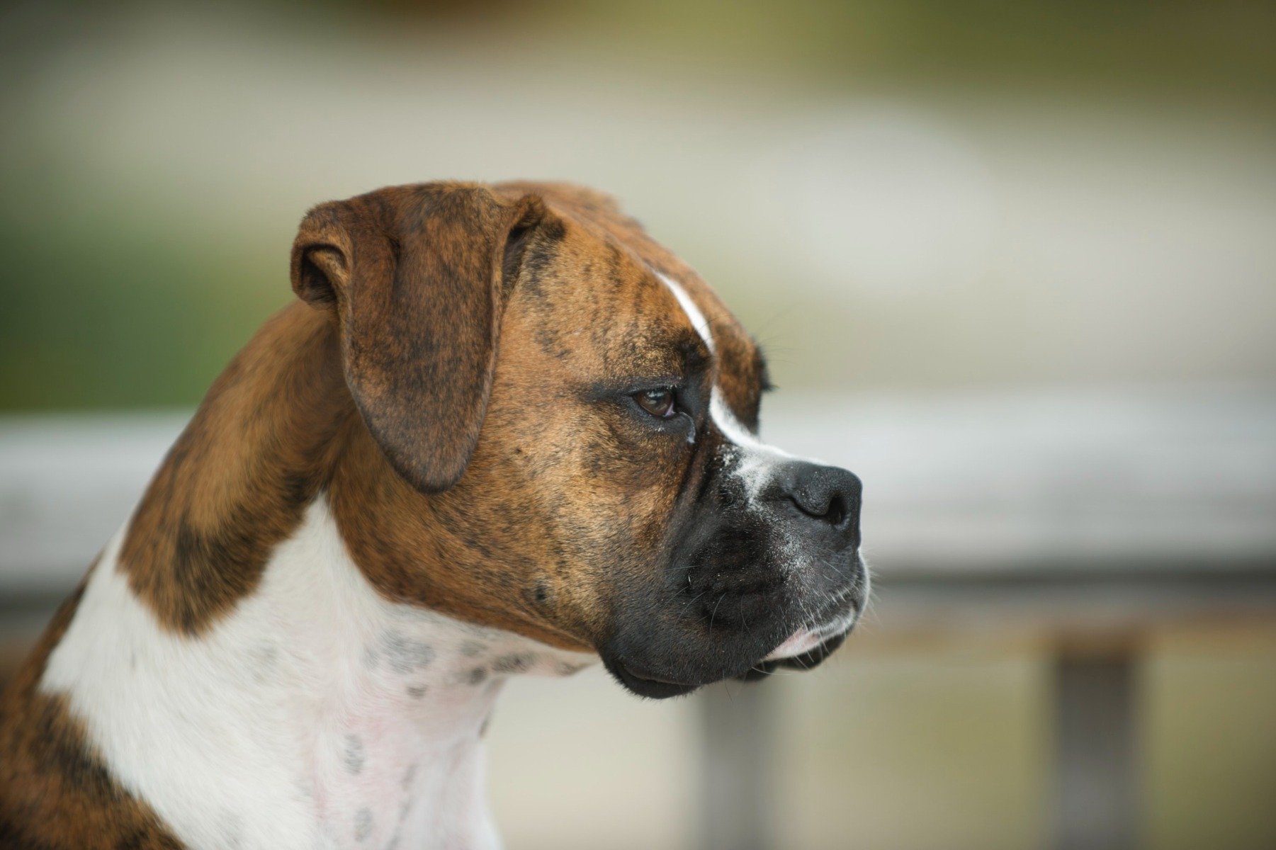 Der Boxer Wesen Erziehung Pflege Des Wach Und Familienhundes