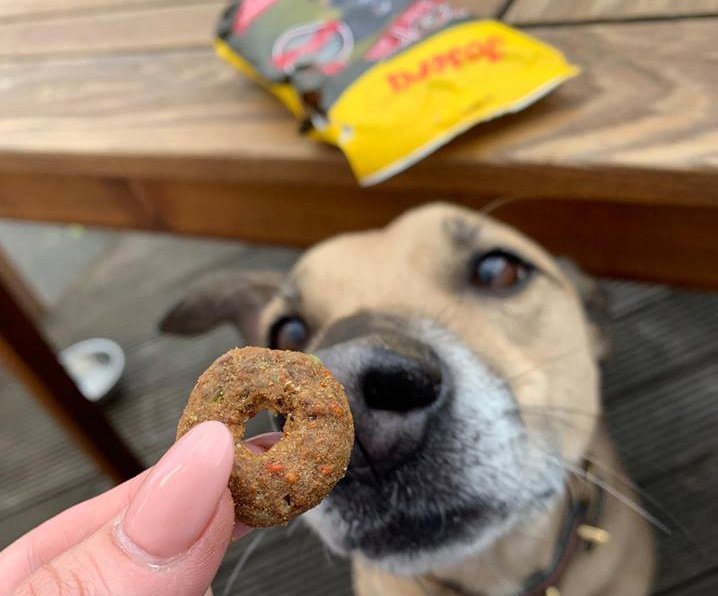 Hundeernährung Was Ist Richtig