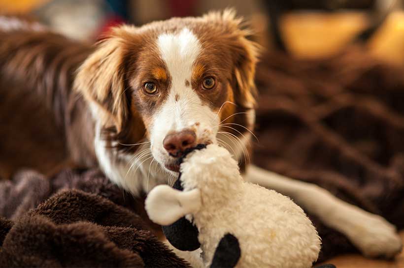 Australian Shepherd Hündin kümmert sich um ein Stofftier