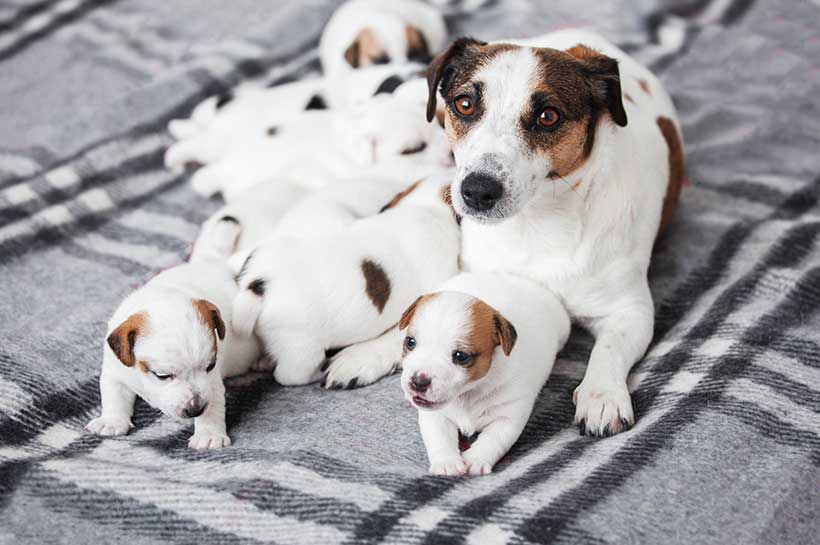 Jack Russell Terrier Welpen werden gesäugt