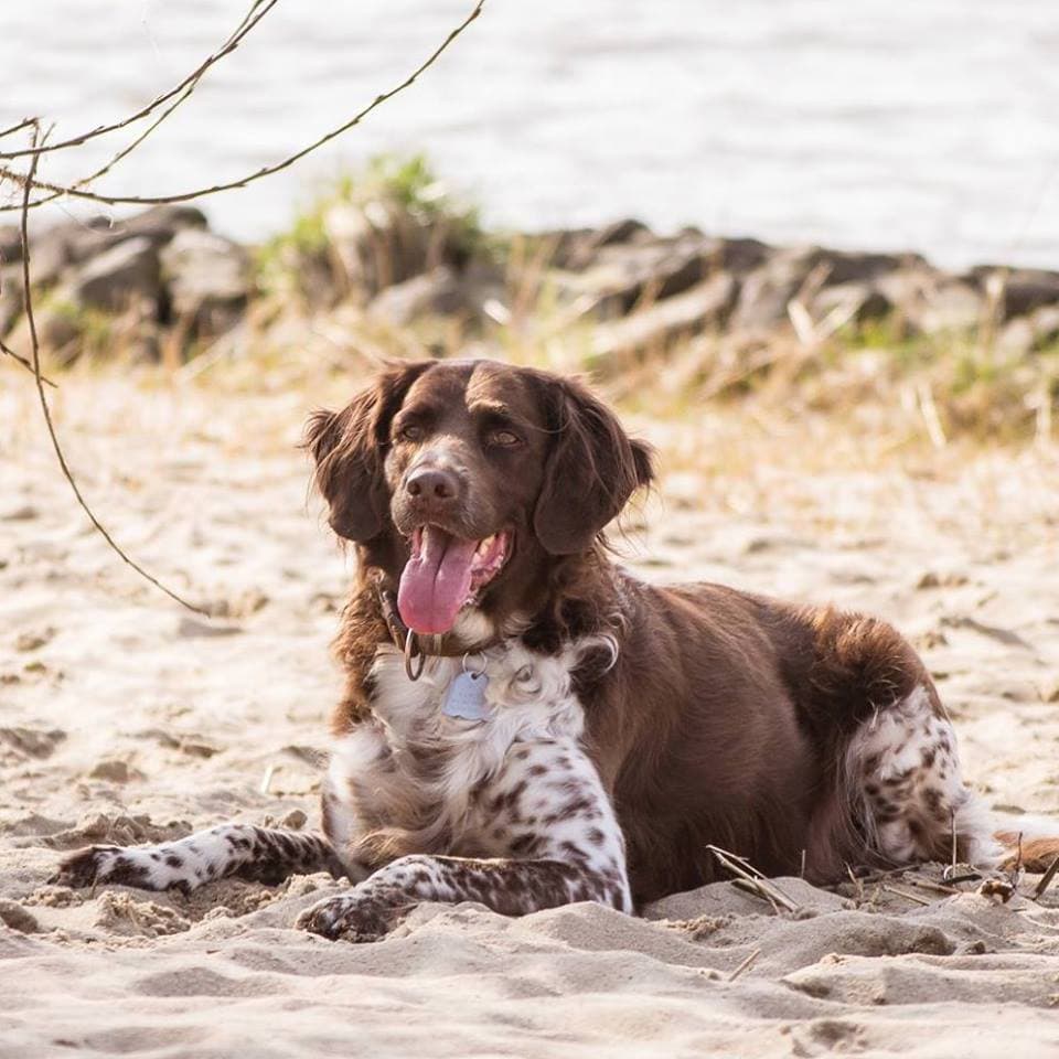 Stressfreier Urlaub Mit Hund Reiseplanung Tipps