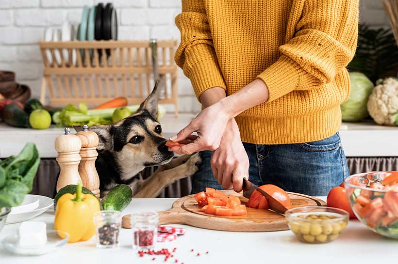 Hund an der Küchenzeile beim Schneiden von Gemüse