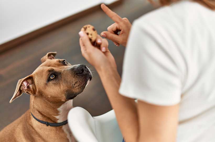 Schokolade ist giftig für Hunde