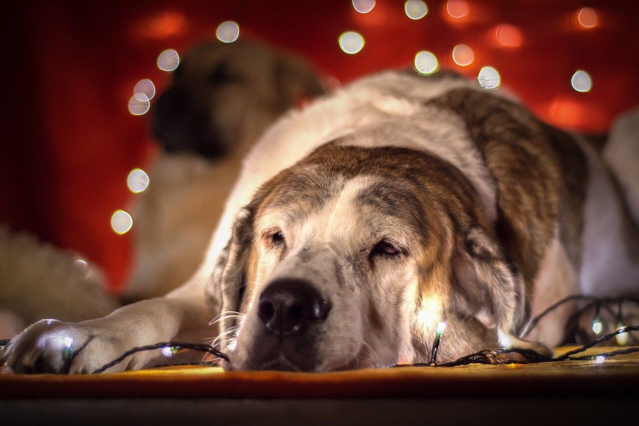 Weihnachten mit Hund Tipps für ein stressfreies und sicheres Fest ♥