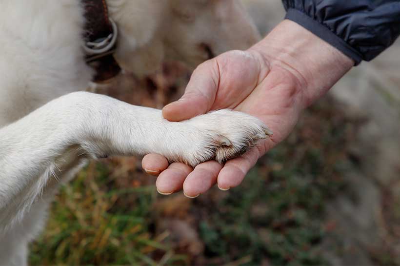 Labrador gibt Hundebesitzer die Pfote