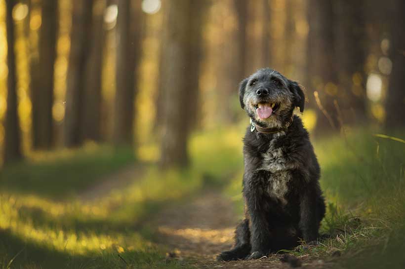 Schwarzer, großer Senior Hund sitzt auf Waldweg. 