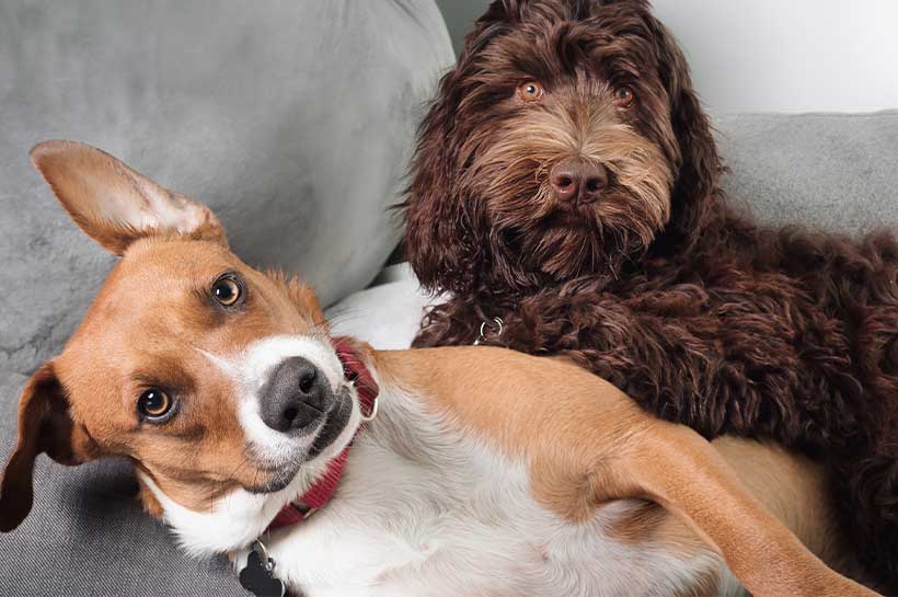 Zwei Hunde liegen nebeneinander auf dem Sofa