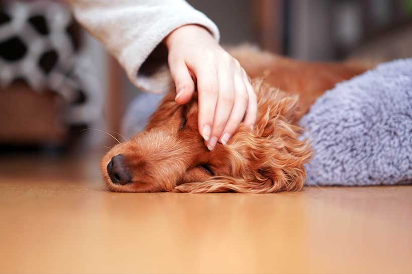 Hund liegt auf dem Boden und wird gestreichelt