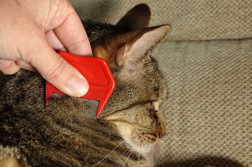Katze wird mit einem roten Flohkamm gebürstet