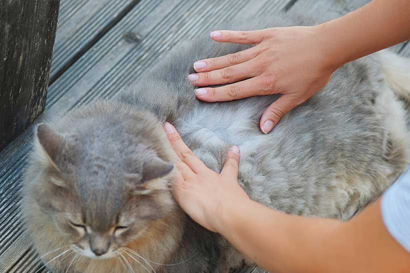 Dichtes Katzenfell wird mit zwei Händen sanft auseinadergedrückt