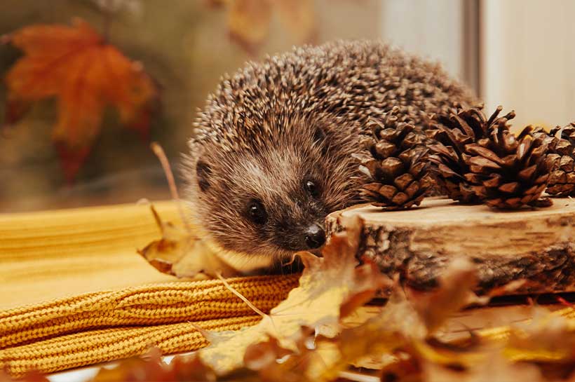 Igel läuft über gelbe Strickdecke.