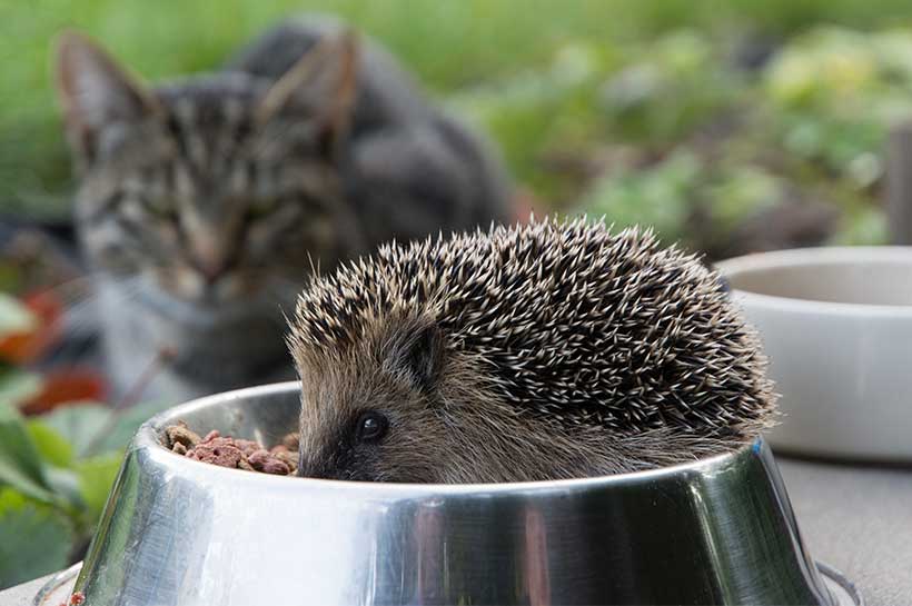 Igel frisst aus Katzennapf und Katze schaut zu.