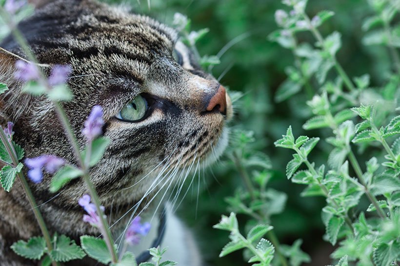 Katzenminze ▷ Wirkung, Tipps Hinweise zur und Catnip-Pflanze