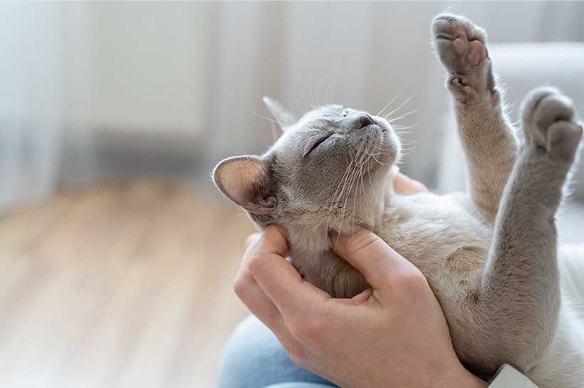 Silberfarbener Kater schmust mit seinem Frauchen.