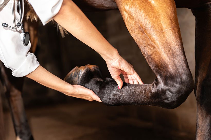 Tierarzt untersucht Pferd auf Hufrehe