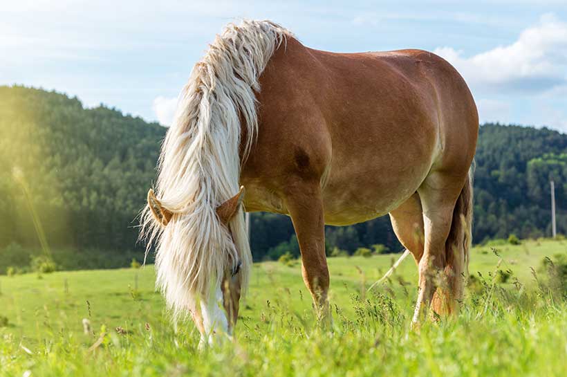 Pferd grast auf Weide