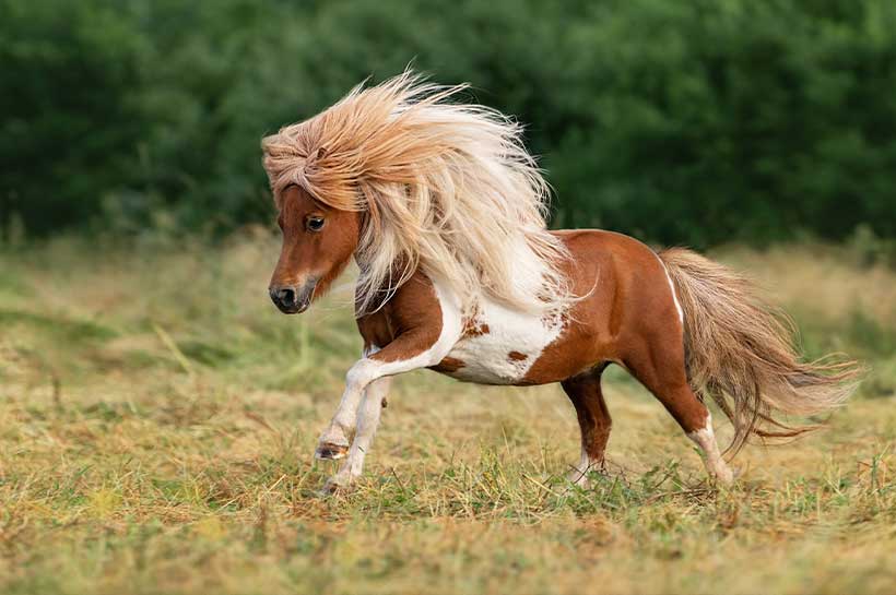 Pony galoppiert auf der Weide