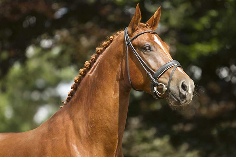 Hengst im Portrait