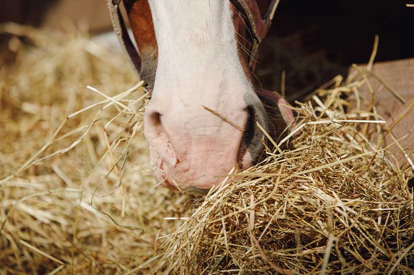 Maul von Pferd voll Heu