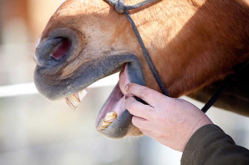 Pferd mit geöffnetem Maul